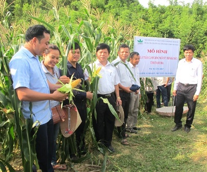 Tiềm năng từ mô hình trồng ngô trên đất dốc