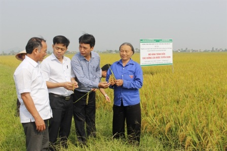 Hai giống lúa triển vọng